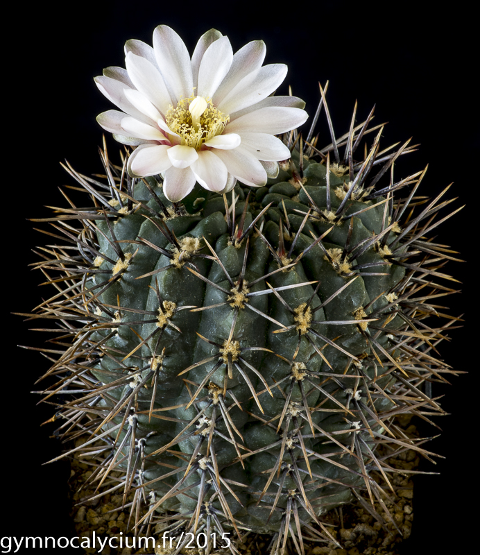 Cactus and Succulent Field Number Query