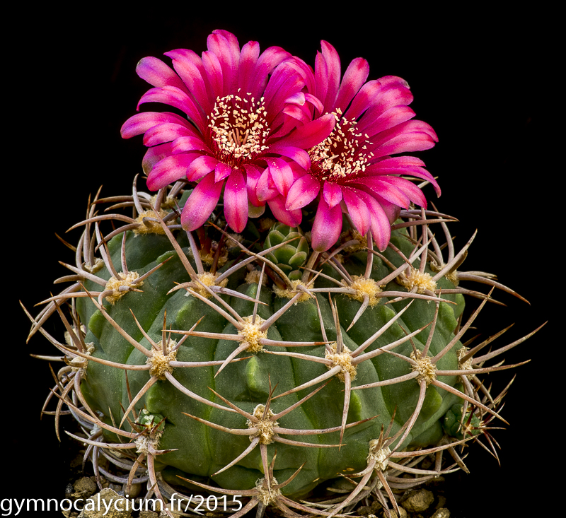 Cactus and Succulent Field Number Query