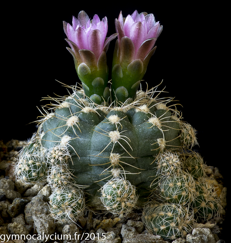 Cactus and Succulent Field Number Query
