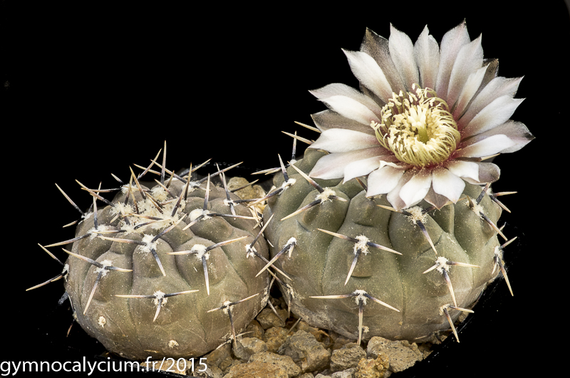 Cactus and Succulent Field Number Query