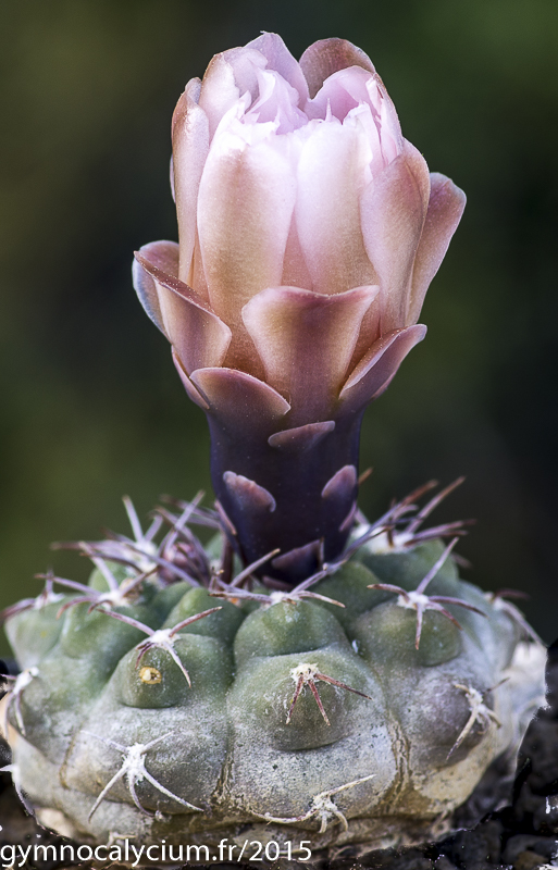 gymnocalycium variegata Variegated Gymnocalycium Mixed Cactus House Plant in 7.5cm Pot – Plants For  All Seasons
