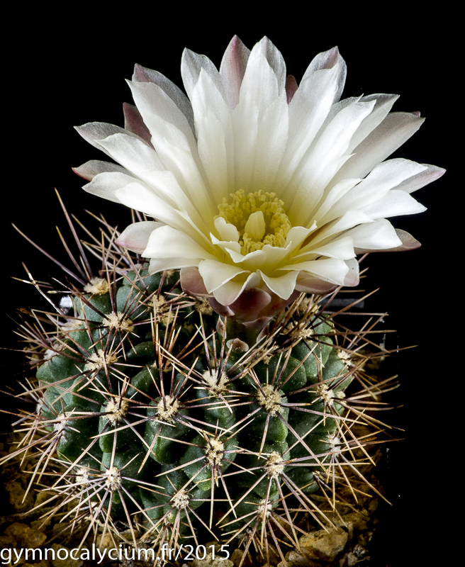 Cactus and Succulent Field Number Query