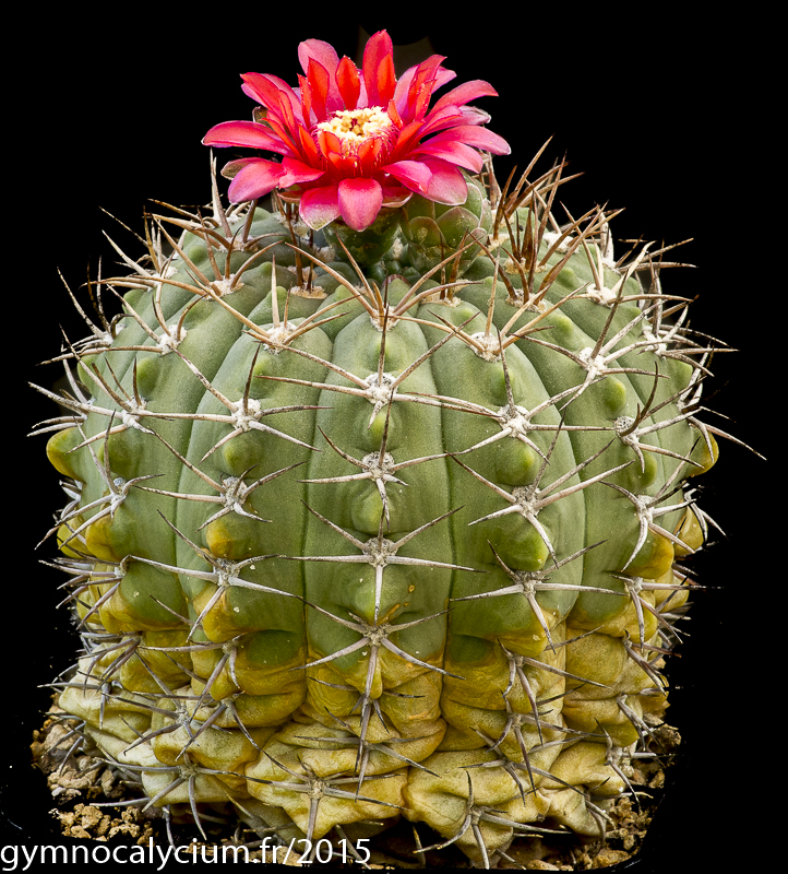 Cactus and Succulent Field Number Query