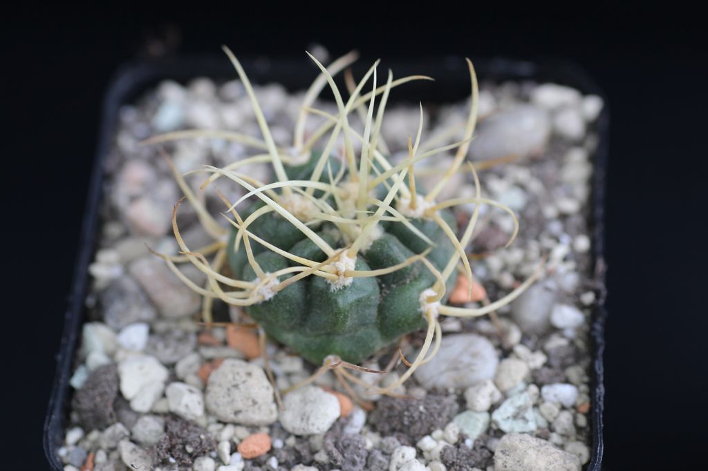 Cactus and Succulent Field Number Query