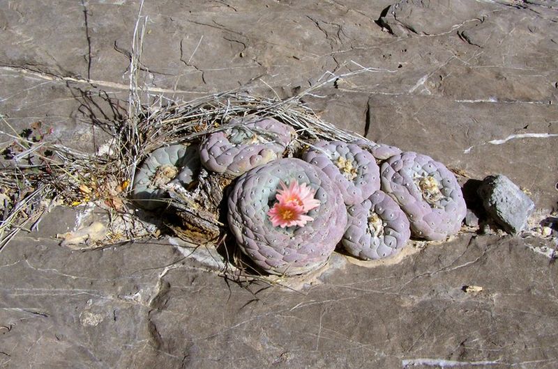 Cactus and Succulent Field Number Query Cactus and Succulent Field Number Query