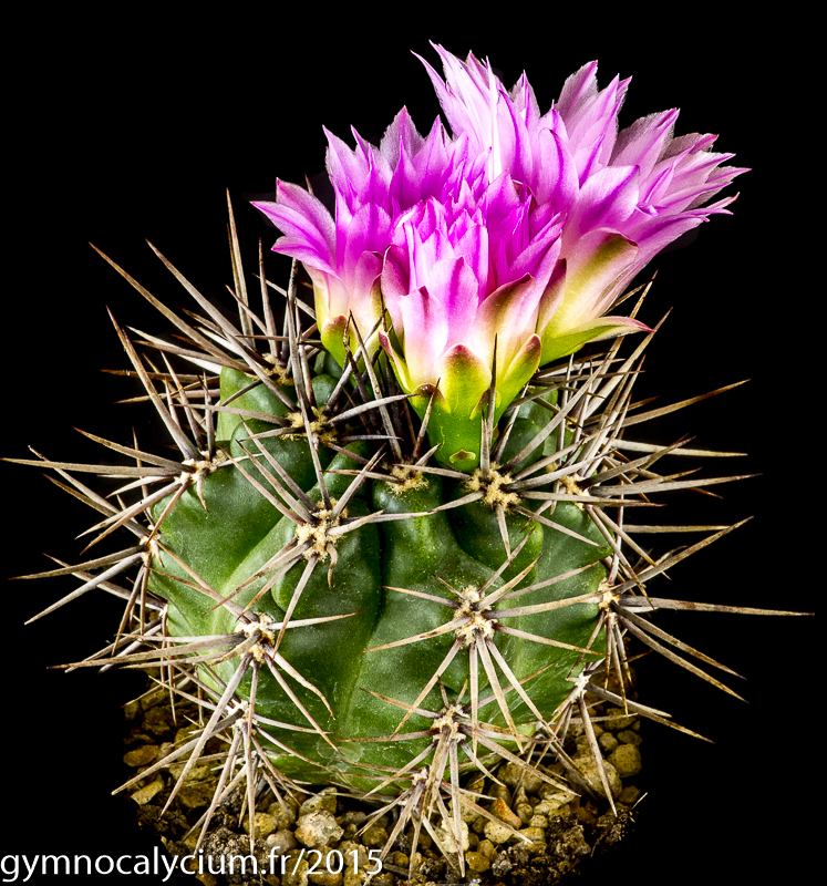 Cactus and Succulent Field Number Query
