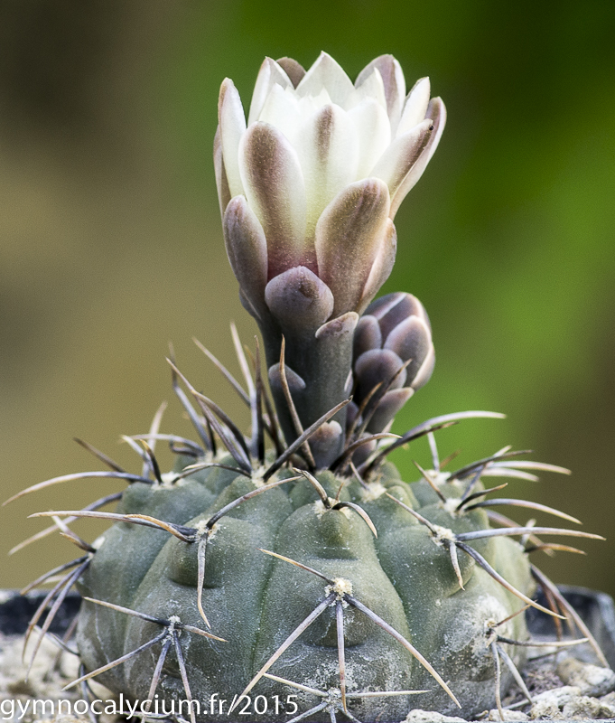Cactus and Succulent Field Number Query