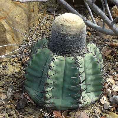 Cactus and Succulent Field Number Query
