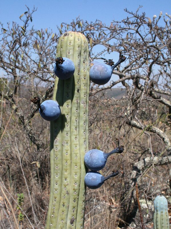 Cactus and Succulent Field Number Query