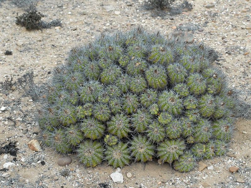 Cactus and Succulent Field Number Query