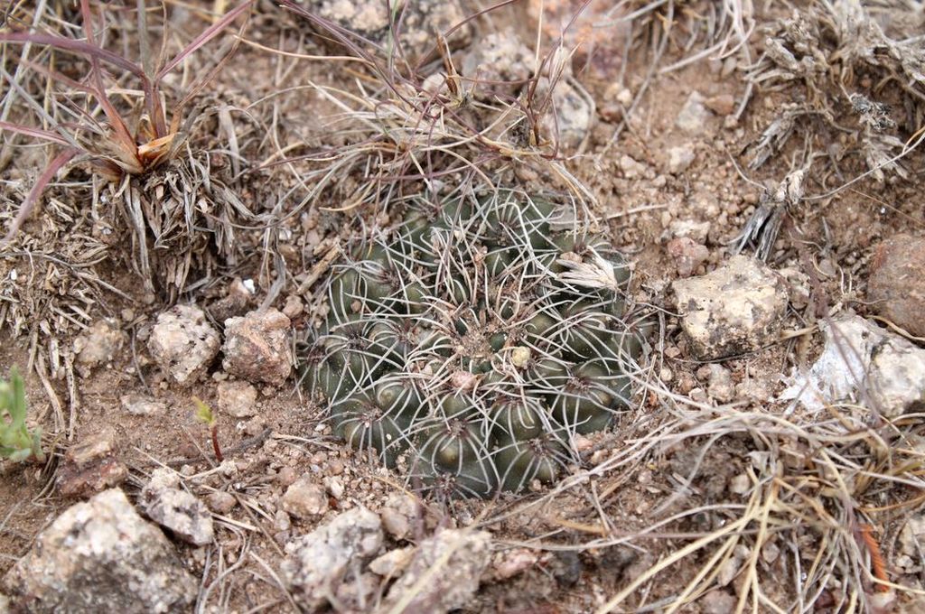Cactus and Succulent Field Number Query
