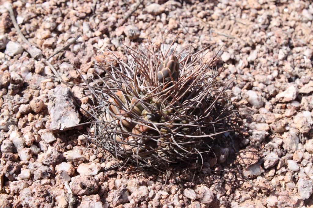 Cactus and Succulent Field Number Query