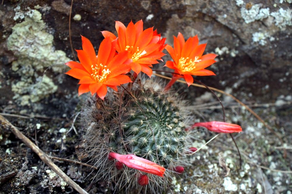 Cactus and Succulent Field Number Query
