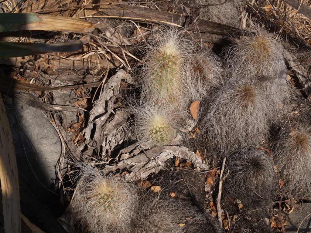 Cactus and Succulent Field Number Query