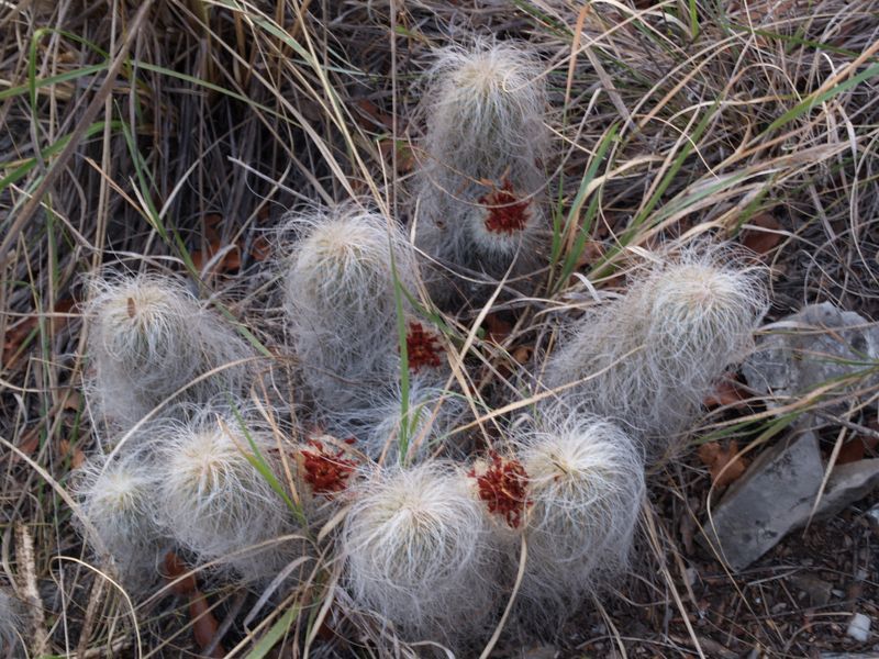 Cactus and Succulent Field Number Query