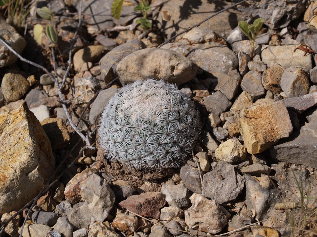 Cactus and Succulent Field Number Query