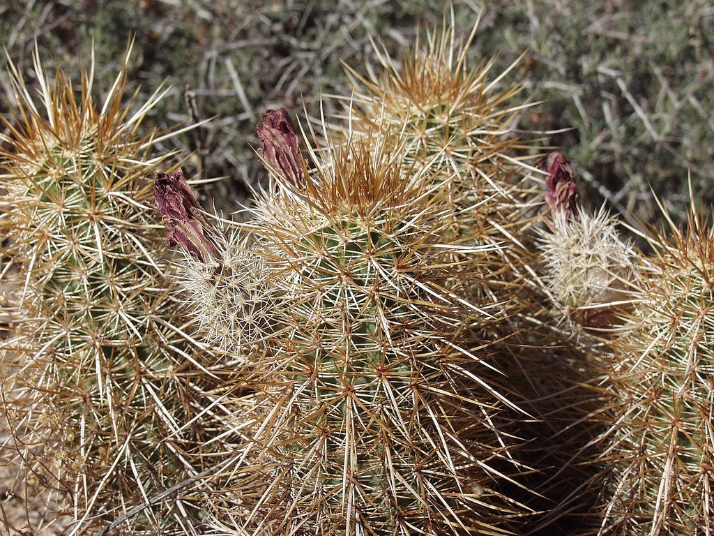 Cactus and Succulent Field Number Query