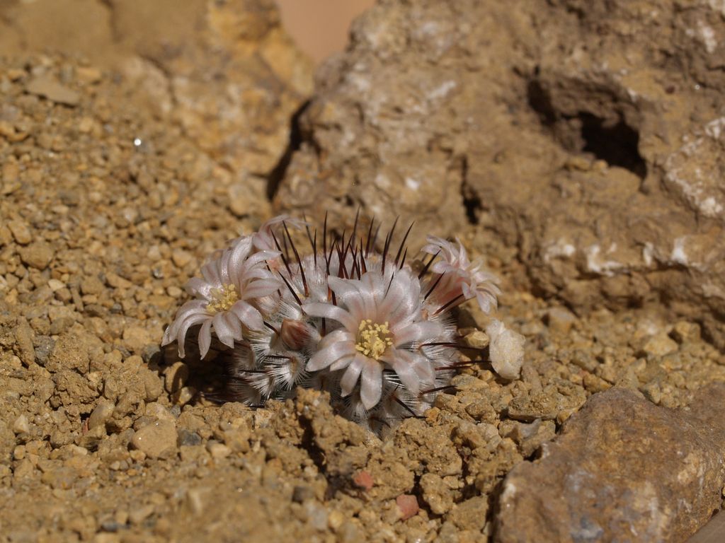 Cactus and Succulent Field Number Query