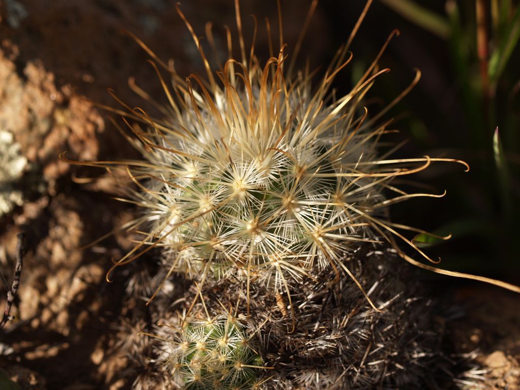 mammillaria gracilis fragilis Mammillaria gracilis fragilis Thimble Cactus 4