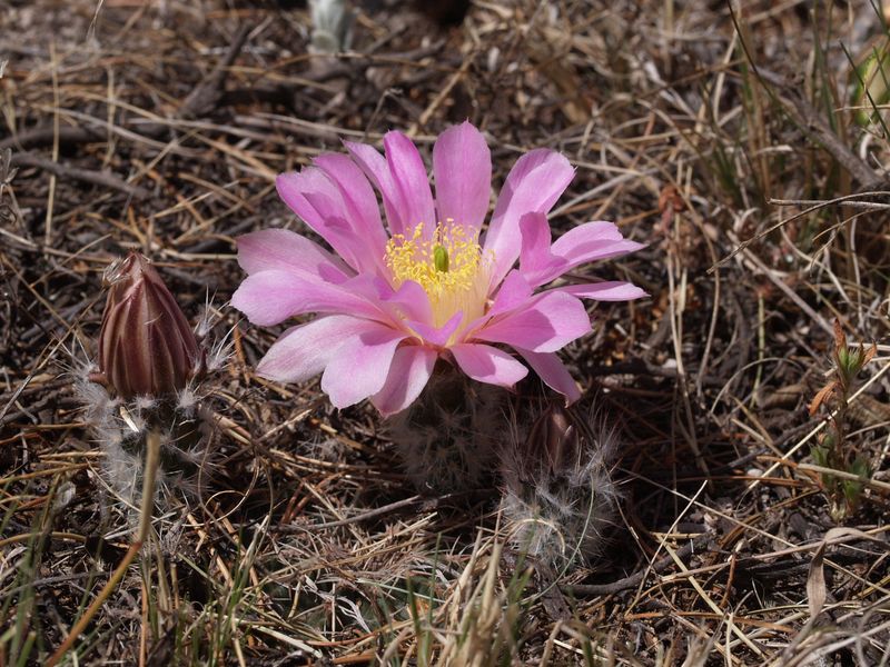 Cactus and Succulent Field Number Query