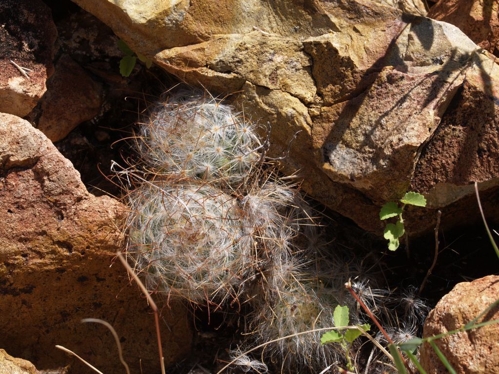 Cactus and Succulent Field Number Query