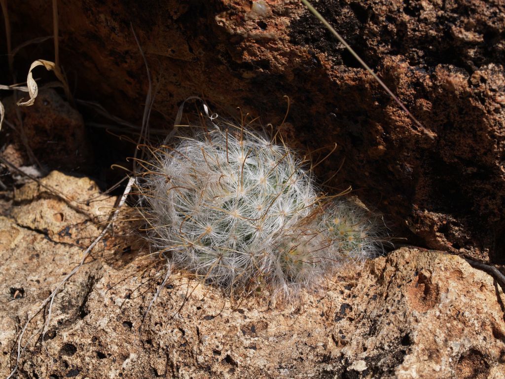 Cactus and Succulent Field Number Query
