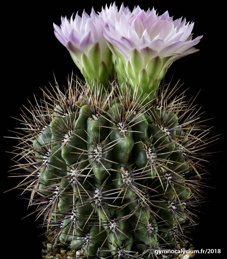 【keisuke.cacti】 Amazon.com : Schizobasis Intricata Exotic Rare Caudex Flower