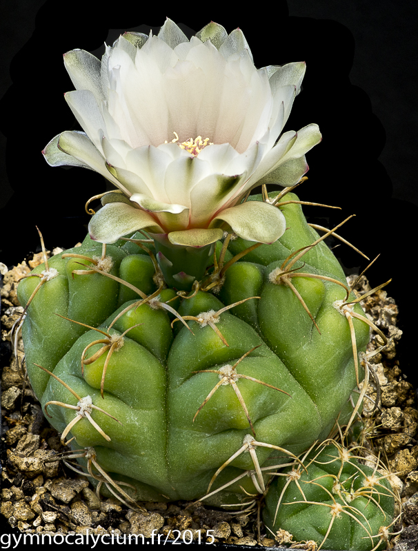 Cactus and Succulent Field Number Query