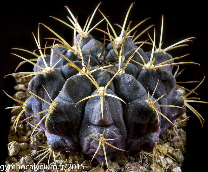 marginata marginata Large Dracaena Marginata Red Dragon'