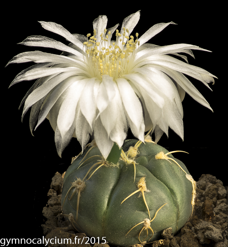 Cactus and Succulent Field Number Query
