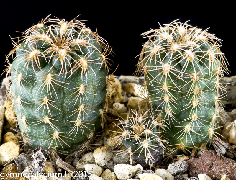 Cactus and Succulent Field Number Query
