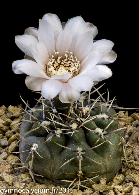 Cactus and Succulent Field Number Query