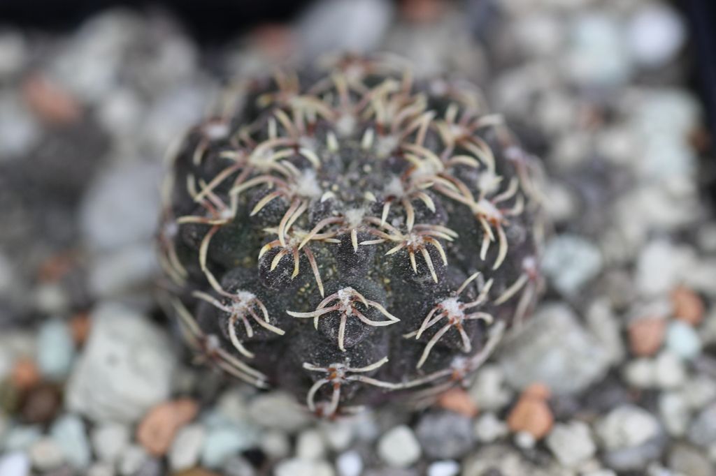 Cactus and Succulent Field Number Query