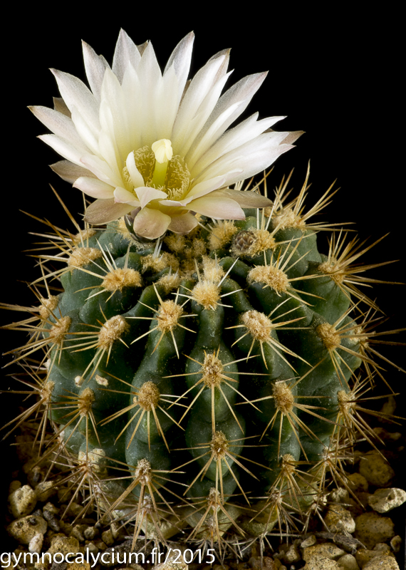 Cactus and Succulent Field Number Query
