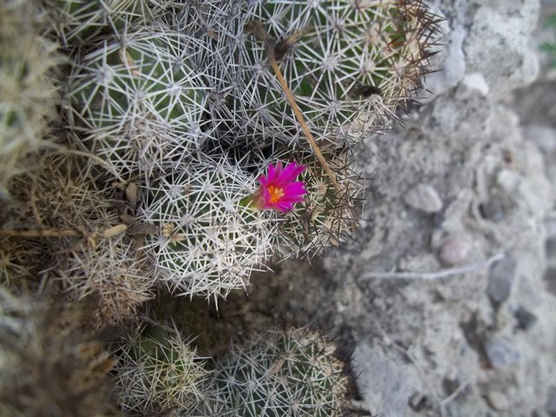 Cactus and Succulent Field Number Query
