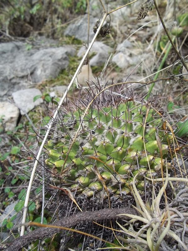 Cactus and Succulent Field Number Query
