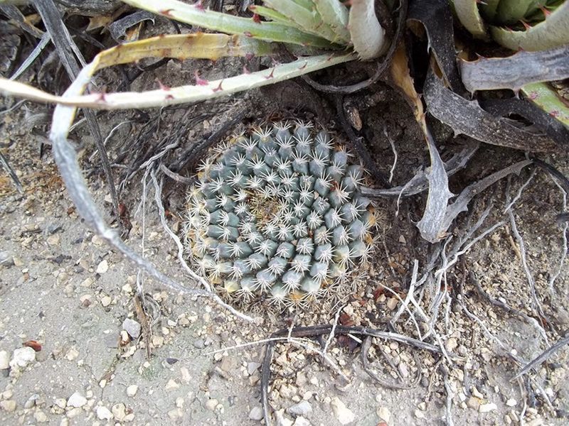 mammillaria bilder Mammillaria krameria 4" Pot