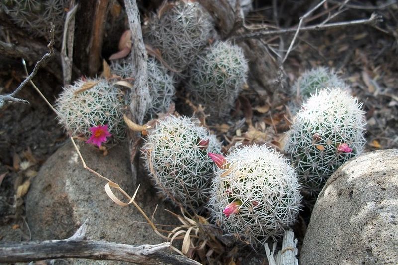 mammillaria un pico Mammillaria spinosissima un pico f. monstrous  Serres Lavoie
