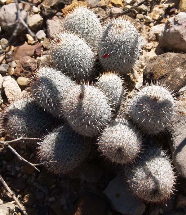 Cactus and Succulent Field Number Query