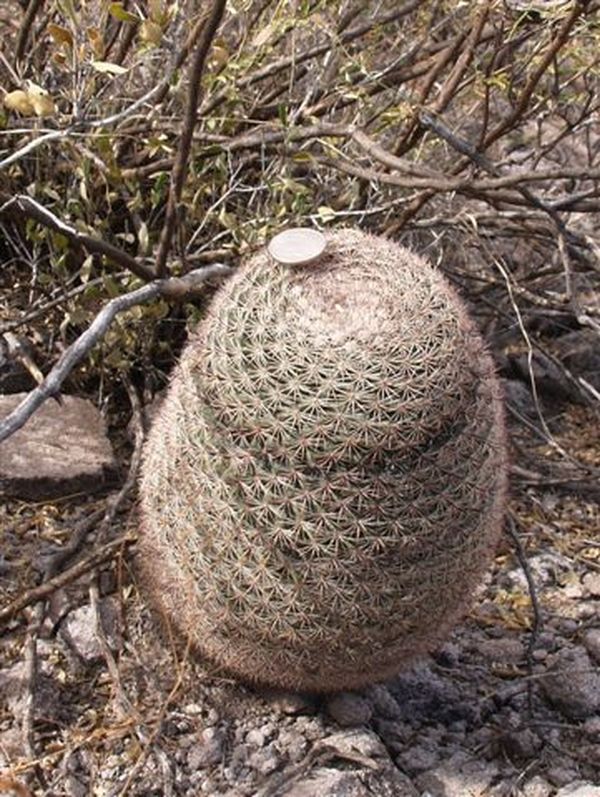Cactus and Succulent Field Number Query