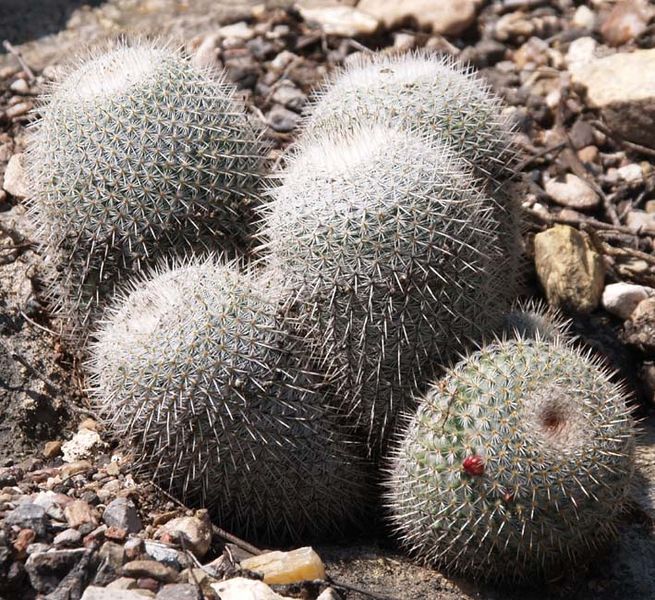 Cactus and Succulent Field Number Query