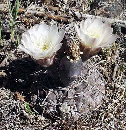Cactus and Succulent Field Number Query