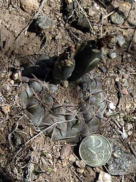 Cactus and Succulent Field Number Query
