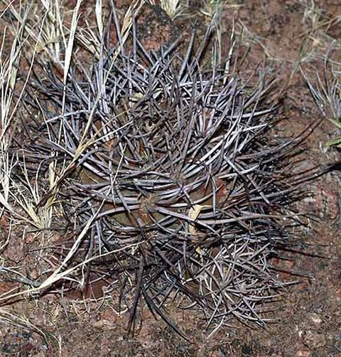 Cactus and Succulent Field Number Query