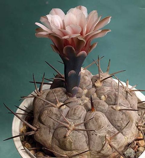 Cactus and Succulent Field Number Query