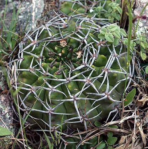 Cactus and Succulent Field Number Query