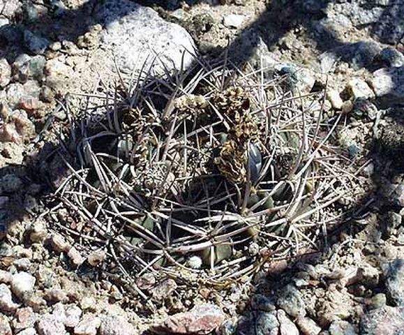 Cactus and Succulent Field Number Query