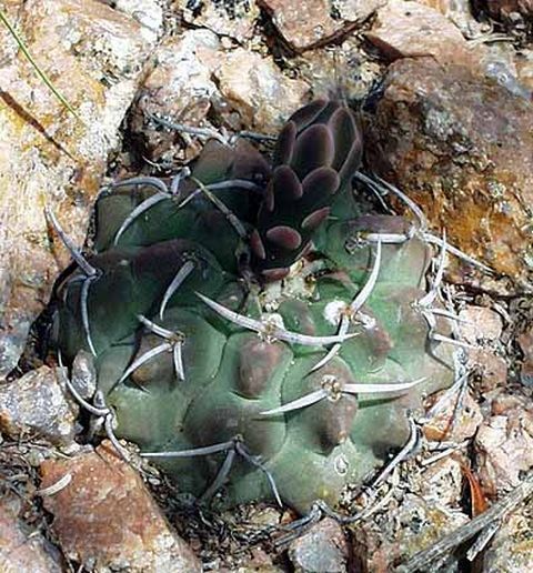 Cactus and Succulent Field Number Query
