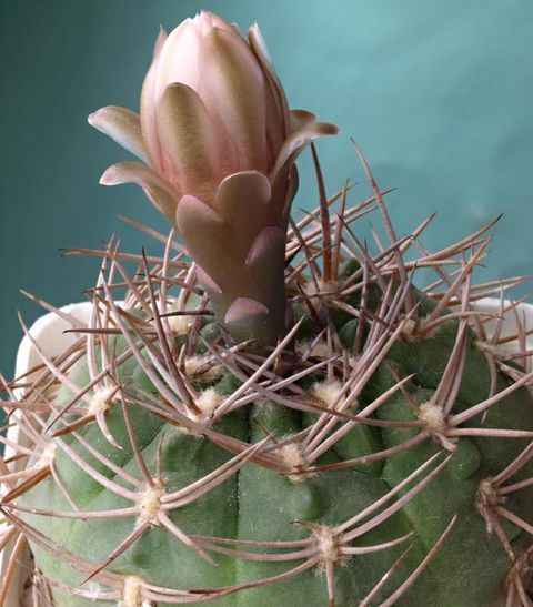 Cactus and Succulent Field Number Query