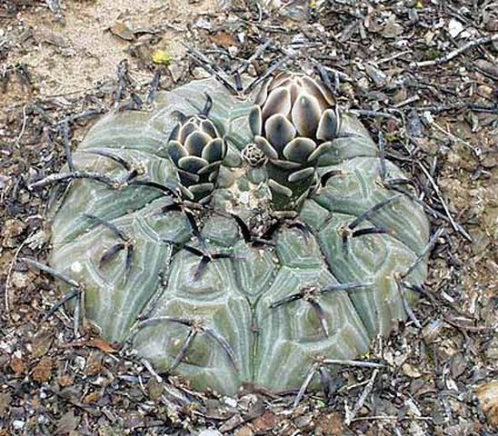 Cactus and Succulent Field Number Query